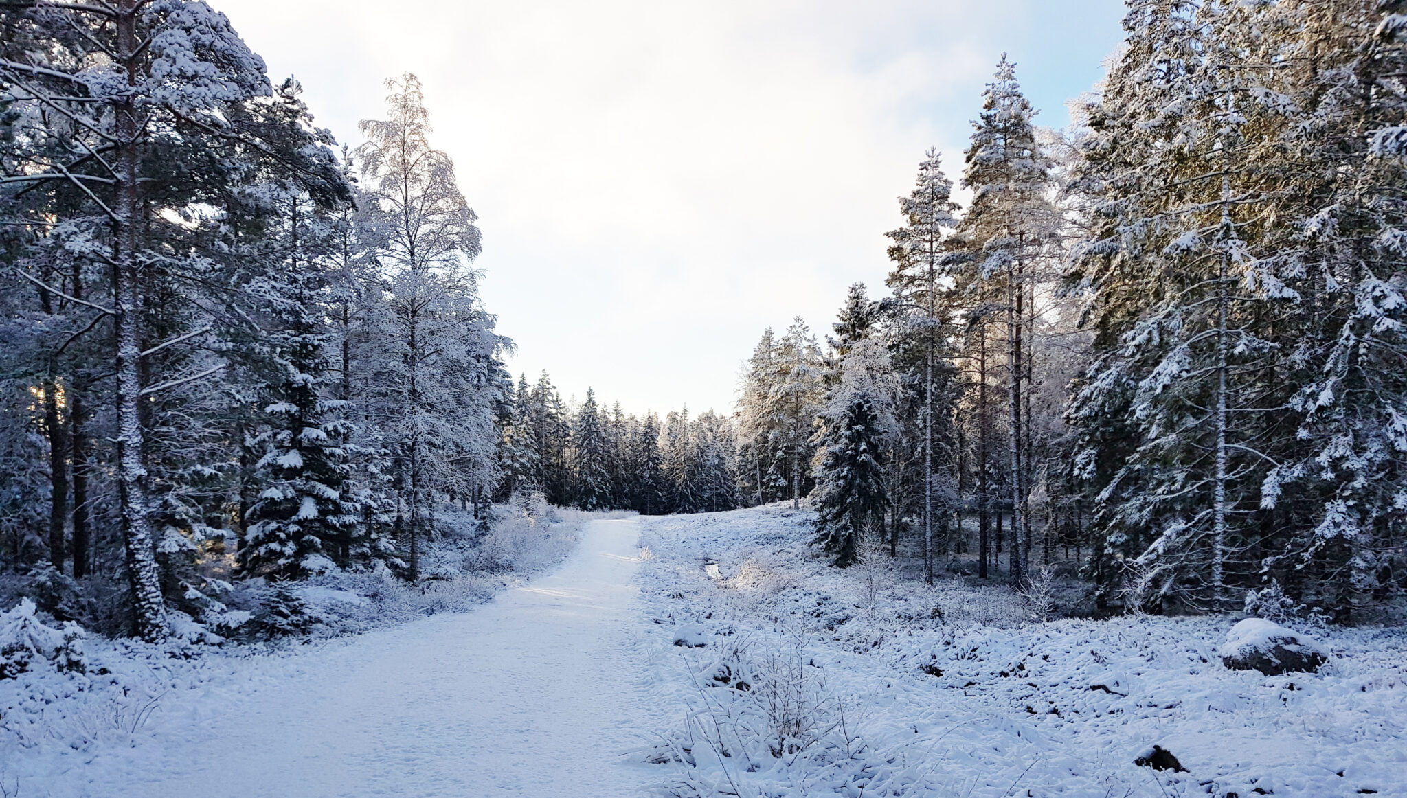 En snötäckt väg som går in i skogen mellan snötäckta granar.